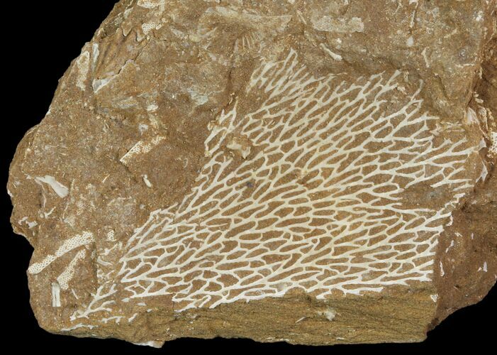 Ordovician Bryozoans (Chasmatopora) Plate - Estonia #89742